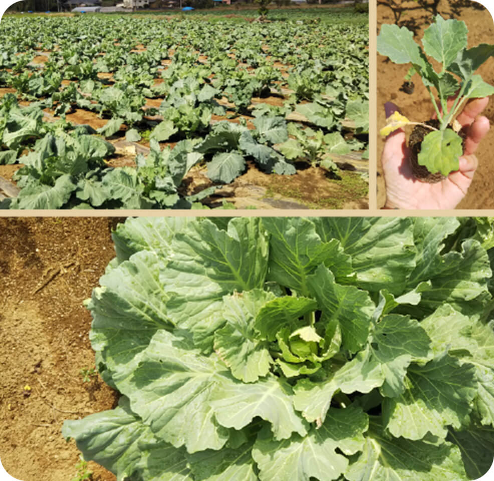 洗濯排水が農業用水に変わります。